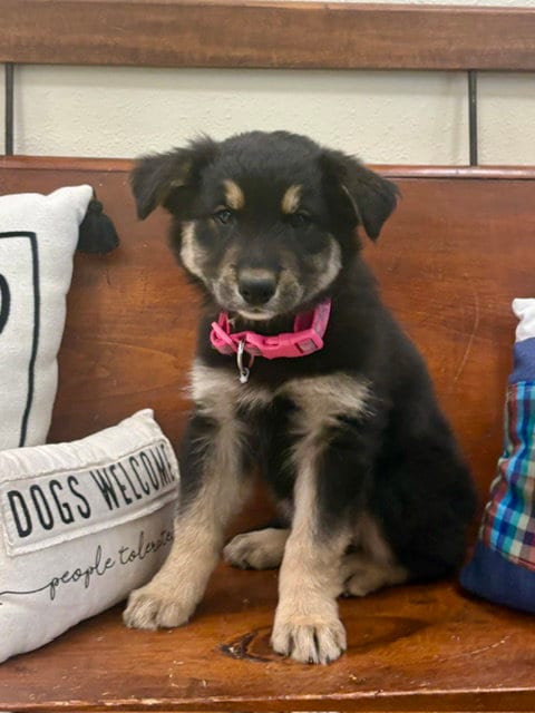Photo of Buffy, adoptable Shepherd in Webster, Wisconsin