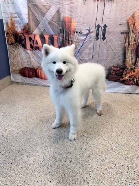 Photo of Zeus, adoptable Samoyed in Miami, Florida