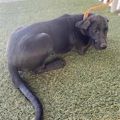 Photo of A614855, adoptable Labrador Retriever in Modesto, California