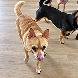 Photo of Potato, adoptable Chihuahua in Va Beach, Virginia