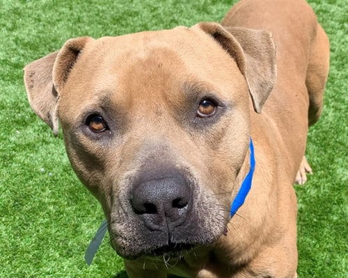 Photo of Sly, adoptable Pit Bull Terrier in Moreno Valley, California