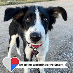 Photo of Sundae, adoptable Border Collie in Fort Collins, Colorado