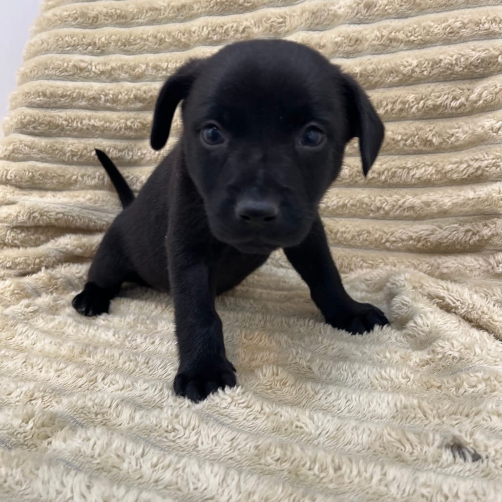 Photo of Horseshoe, adoptable Terrier / Chihuahua in Kanab, Utah