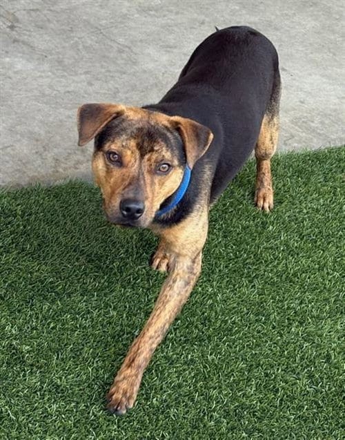 Photo of Bartholomew, adoptable Labrador Retriever in Baytown, Texas