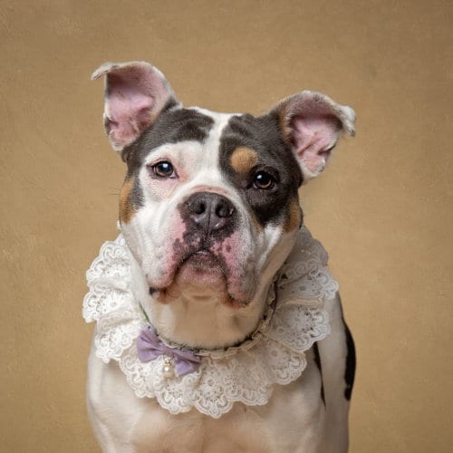 Photo of Peppa, adoptable American Bulldog in Atlanta, Georgia