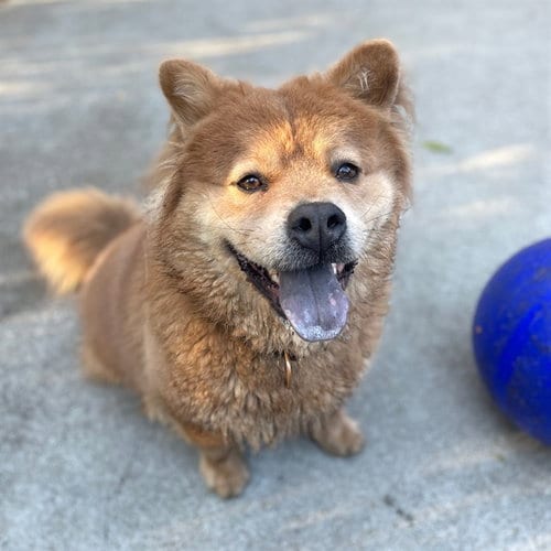 Photo of Huncho, adoptable Chow Chow in Alameda, California