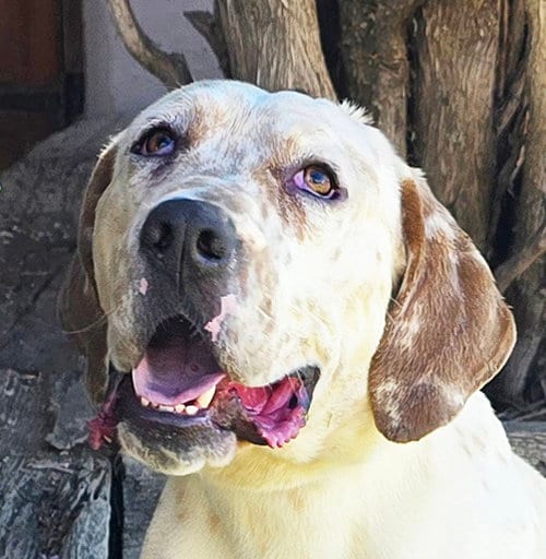 Photo of Stunning Mr S'mores = FUN, adoptable Basset Hound in Albuquerque, New Mexico