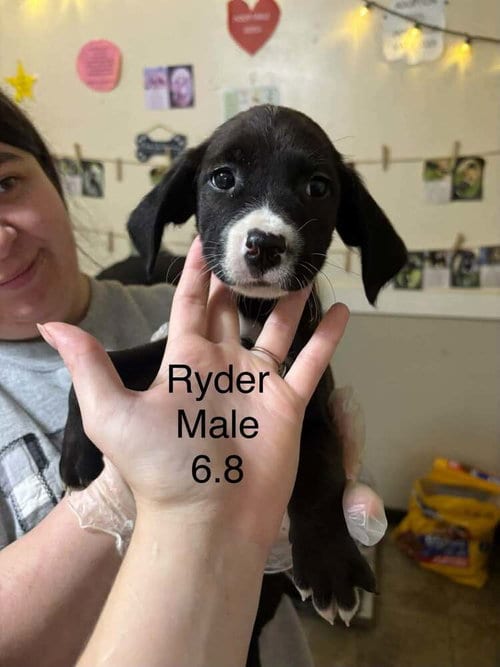 Photo of Johnson Rs : Ryder, adoptable Boxer in Aurora, Indiana