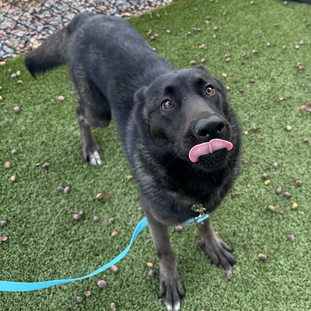 Photo of Tanuki, adoptable Mixed Breed (Large) in Winston-Salem, North Carolina