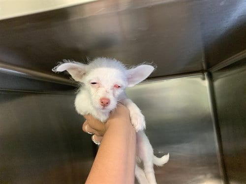 Photo of Pinky, adoptable Chihuahua in Grand Prairie, Texas