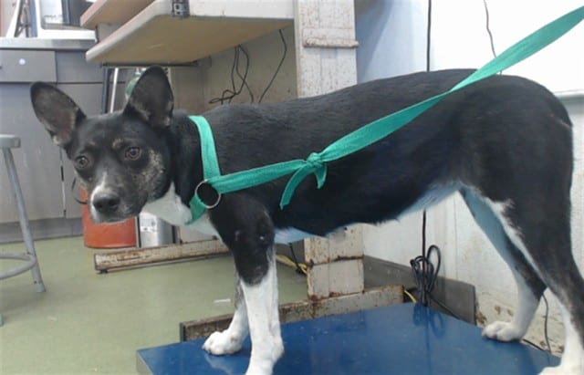 Photo of Senior Corgi mix, adoptable Corgi mix in Devore, California