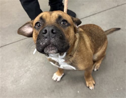 Photo of Shortcake, adoptable Staffordshire Bull Terrier in Phoenix, Arizona