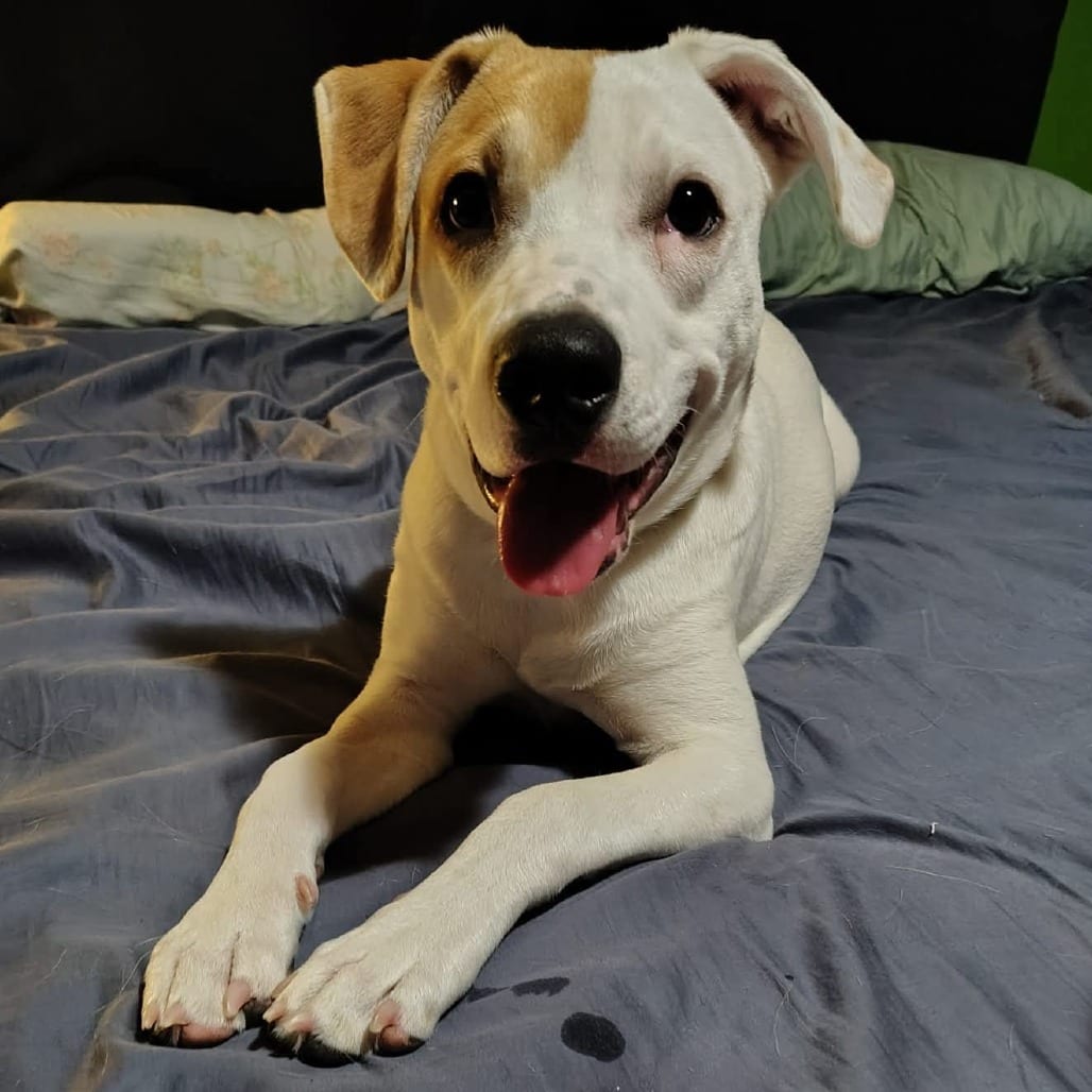 Photo of Jackson, adoptable Mixed Breed (Medium) in Alma, Wisconsin