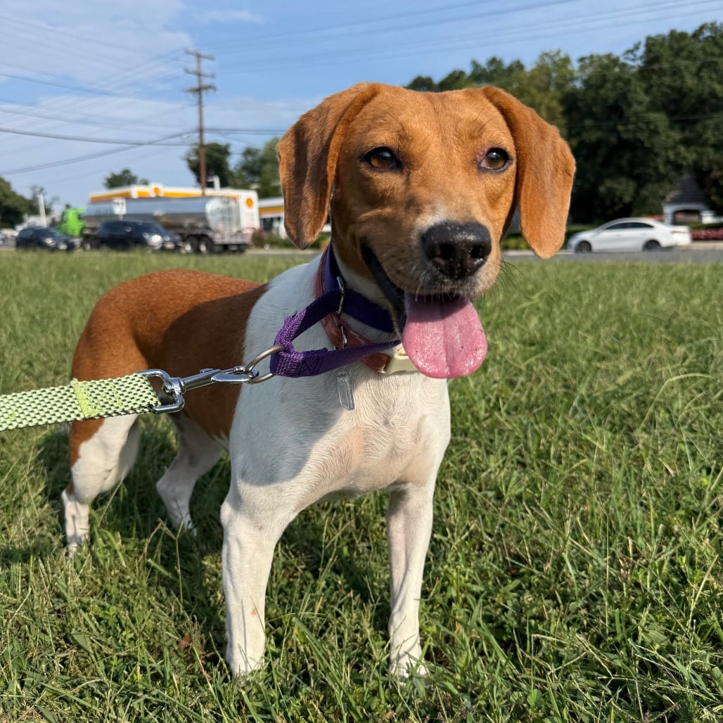 Photo of Cinnamon, adoptable Beagle in Fairfax Station, Virginia