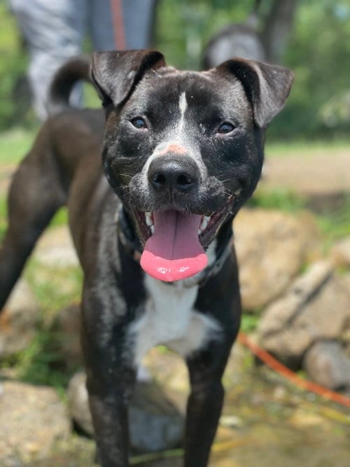 Photo of Ace, adoptable American Pit Bull Terrier in Wauconda, Illinois
