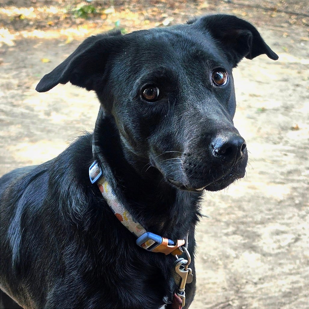 Photo of Dolly, adoptable Cattle Dog, Australian (Blue Heeler) / Mix in Dallas, Texas