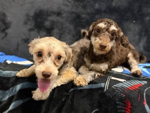 Photo of Molly, adoptable Yorkshire Terrier Yorkie in Agoura Hills, California