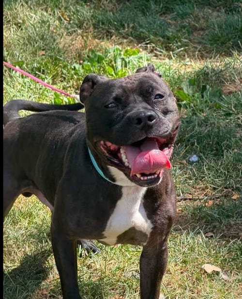 Photo of Zorro, adoptable Staffordshire Bull Terrier in Springdale, Pennsylvania