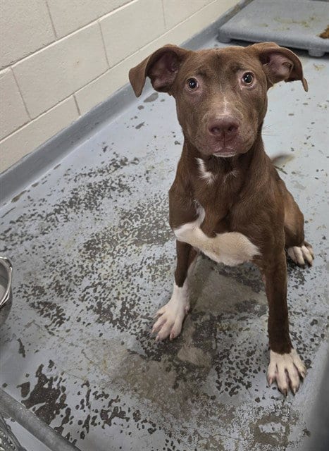 Photo of Gina, adoptable Pit Bull Terrier in Anchorage, Alaska