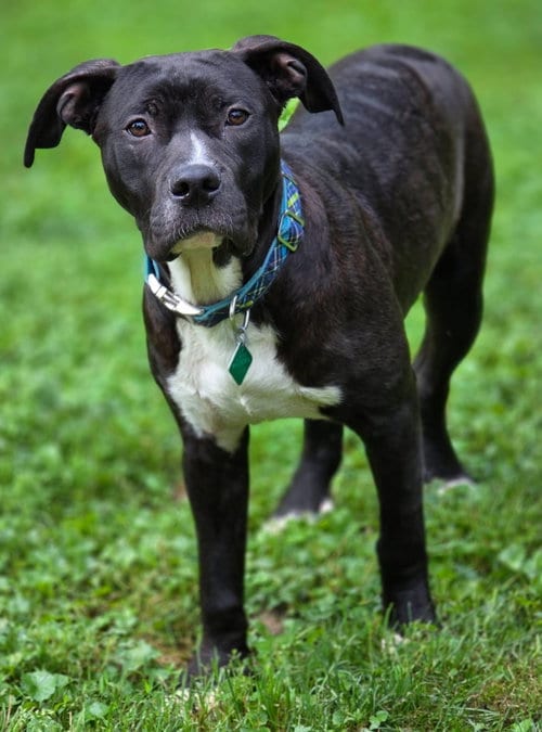 Photo of Choco, adoptable Saint Bernard in Clarkston, Michigan