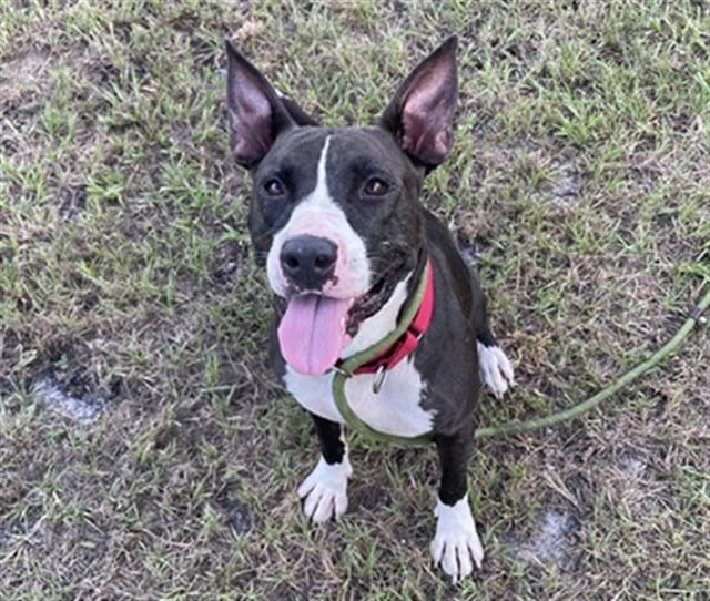 Photo of Oscar, adoptable dog in Palmetto, Florida