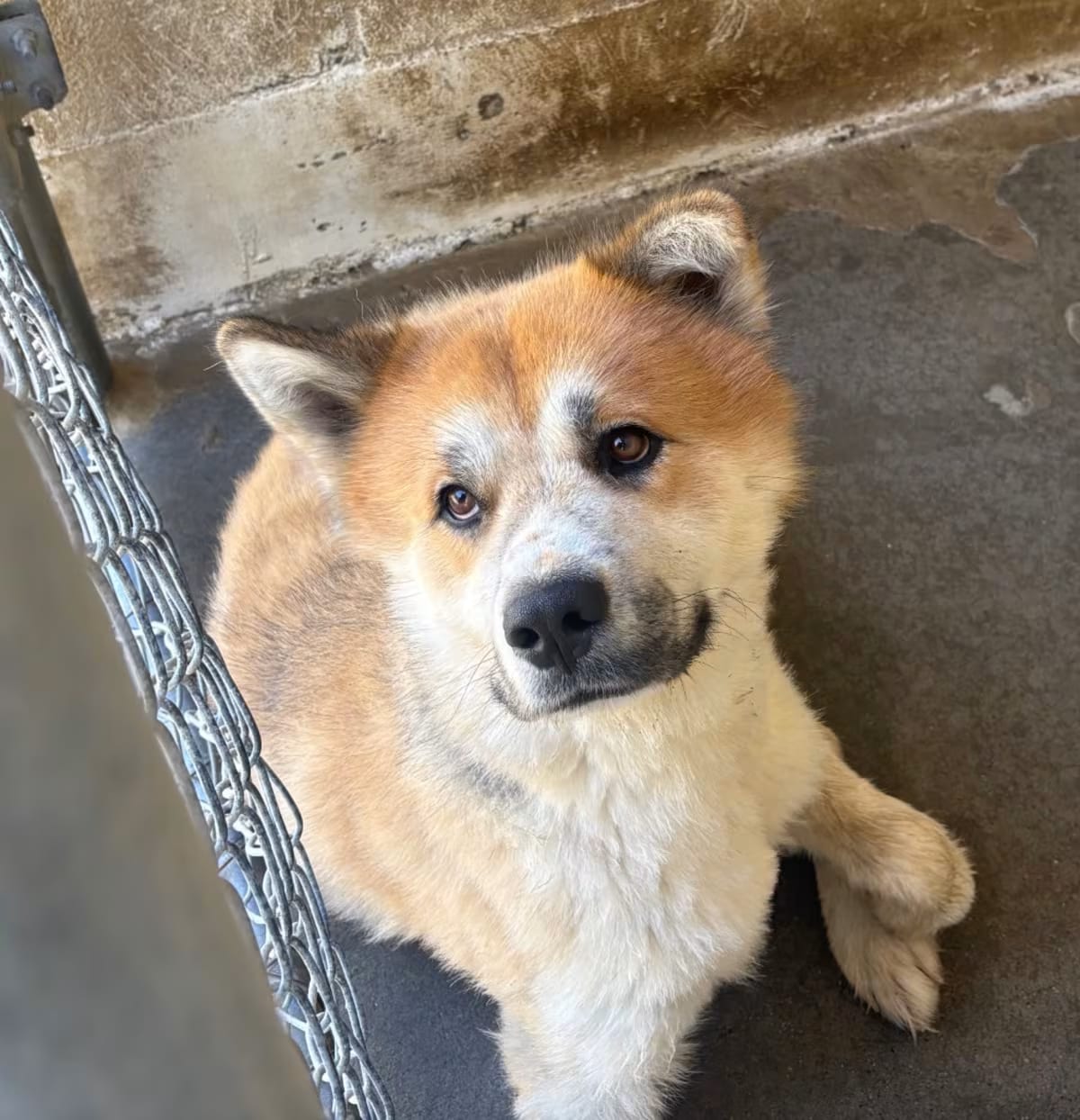 Photo of Luke, adoptable Husky in Ringgold, Georgia