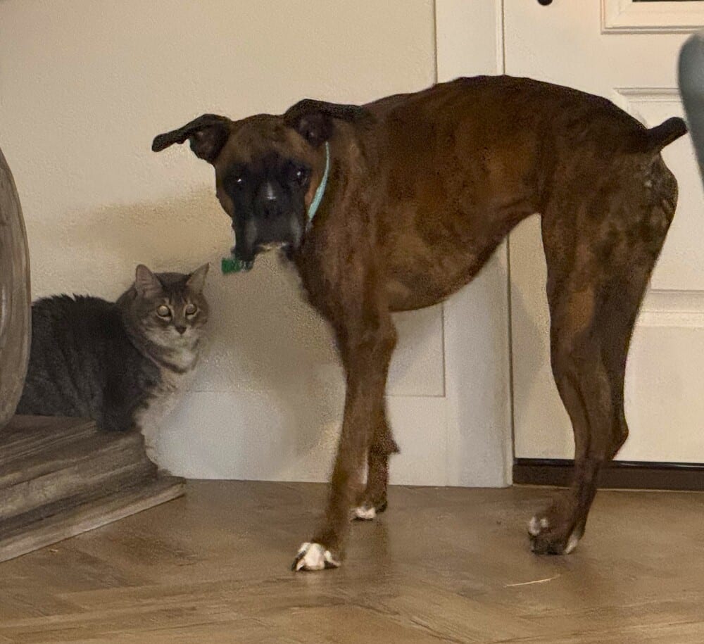 Photo of Gypse Rose, adoptable Boxer in Austin, Texas