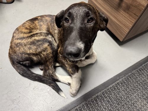 Photo of Woody, adoptable Belgian Shepherd Malinois in Garland, Texas