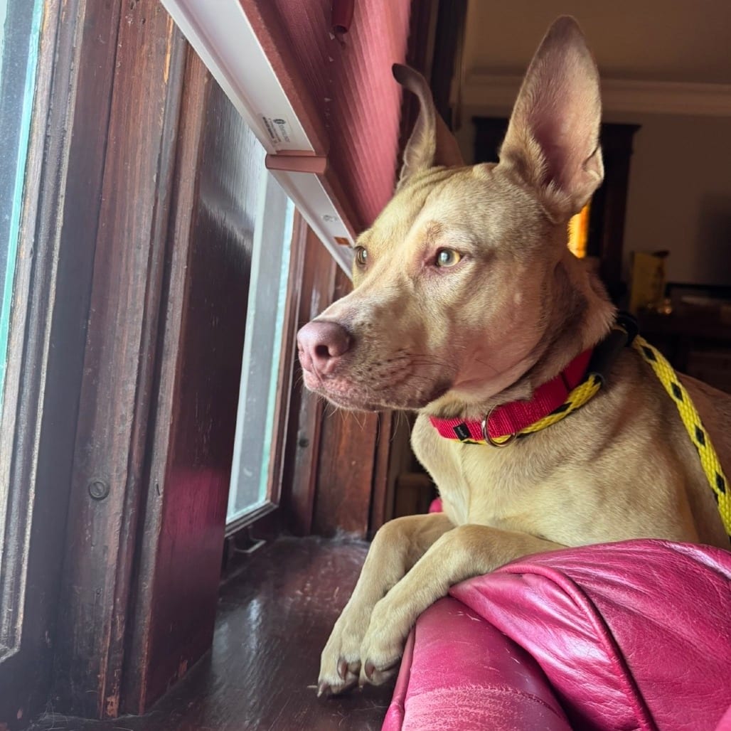 Photo of Bam (Peekaboo Pup), adoptable Mixed Breed (Medium) in St. Louis, Missouri