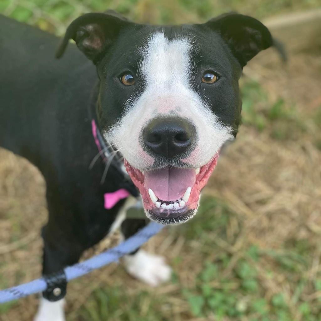 Photo of Princess, adoptable Mixed Breed (Medium) in Chattanooga, Tennessee