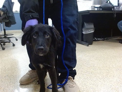 Photo of Philadelphia, adoptable Golden Retriever in Miami, Florida
