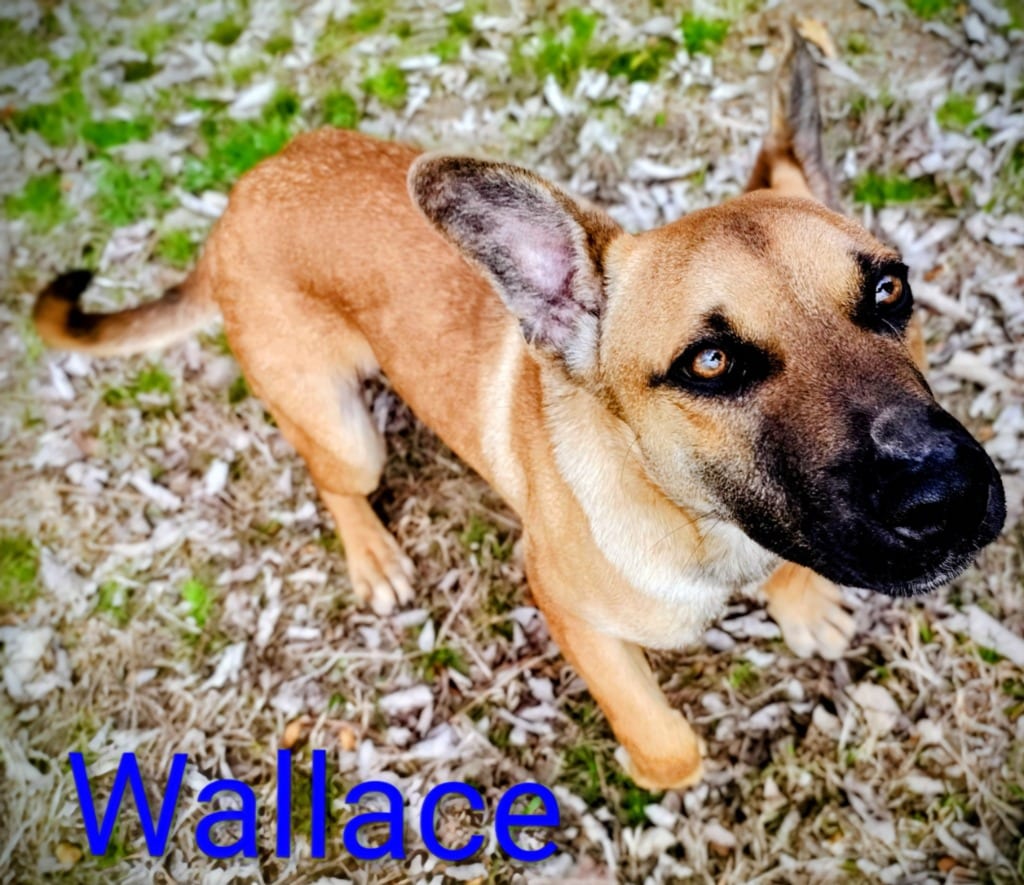 Photo of Wallace, adoptable Black Mouth Cur in Mena, Arkansas