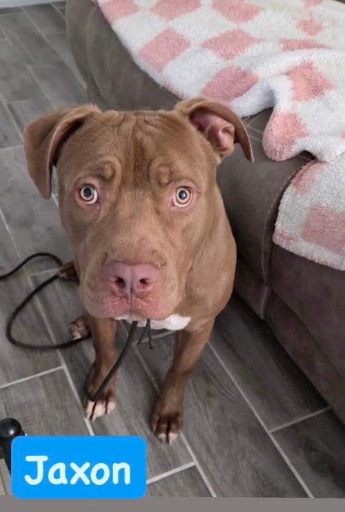 Photo of Jaxon, adoptable American Staffordshire Terrier in San Diego, California