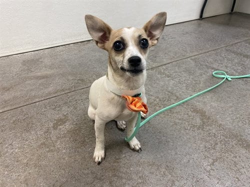 Photo of Harmonica, adoptable Chihuahua in Phoenix, Arizona