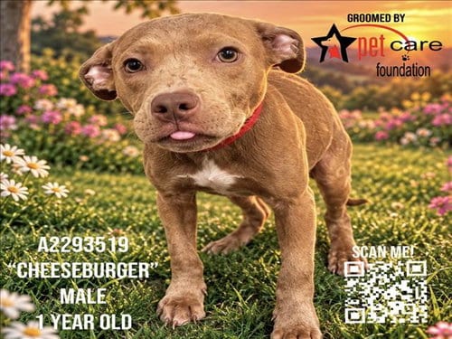 Photo of Cheeseburger, adoptable Pit Bull Terrier in Los Angeles, California