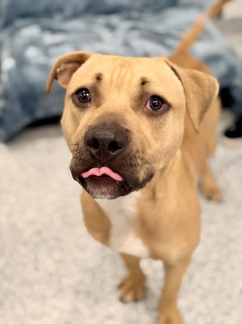 Photo of Ronnie, adoptable Pit Bull Terrier in Manahawkin, New Jersey