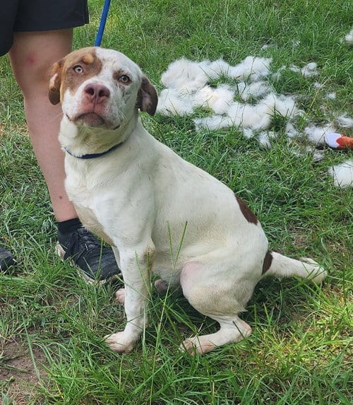 Photo of Sid Vicious, adoptable American Pit Bull Terrier in Wetumpka, Alabama