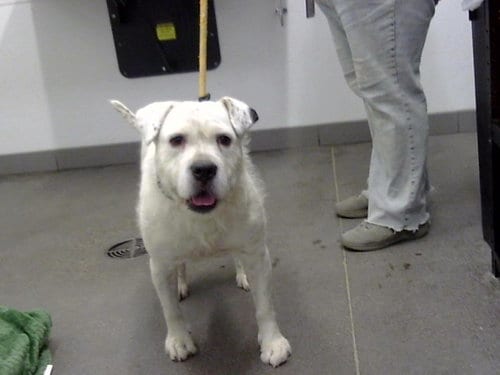 Photo of Petey, adoptable American Pit Bull Terrier in Mesa, Arizona