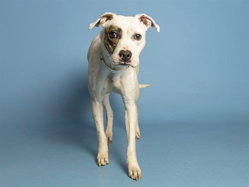 Photo of Paisley, adoptable American Pit Bull Terrier in Phoenix, Arizona