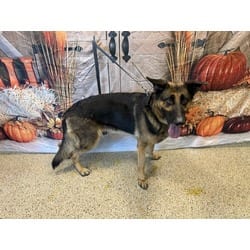 Photo of Dakota, adoptable German Shepherd Dog in Doral, Florida