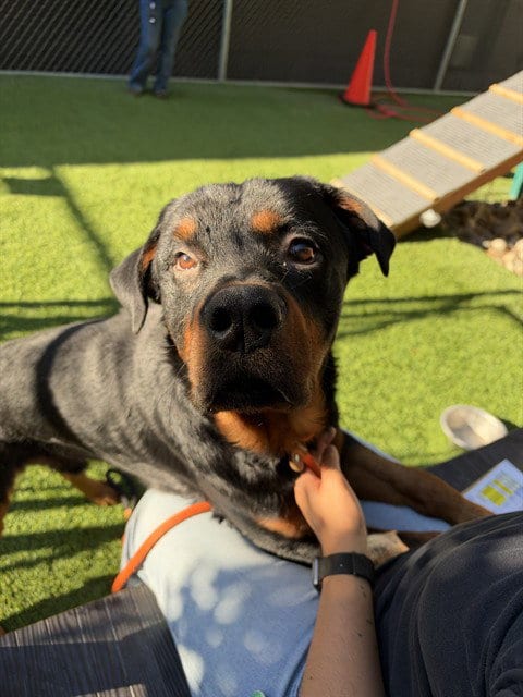 Photo of Kronos, adoptable Rottweiler in San Jose, California