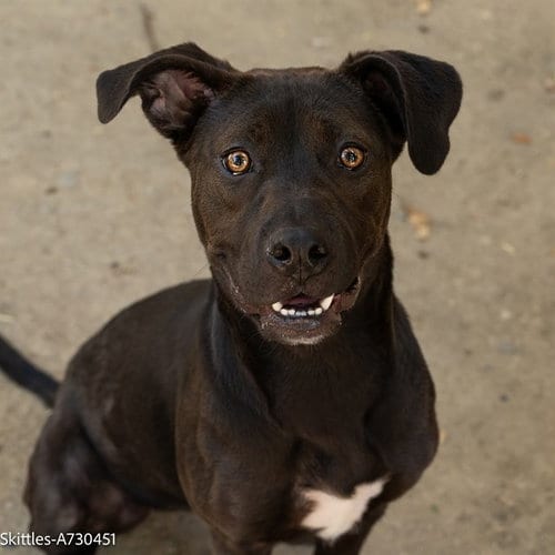 Photo of Skittles, adoptable Pit Bull Terrier in Sacramento, California