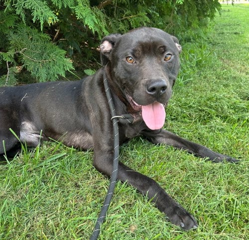 Photo of Burrito, adoptable Boxer in Burnsville, North Carolina