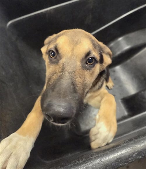 Photo of Westley, adoptable German Shepherd Dog in Phoenix, Arizona