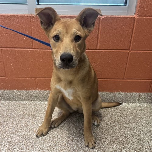 Photo of Curry, adoptable German Shepherd Dog in Pueblo, Colorado