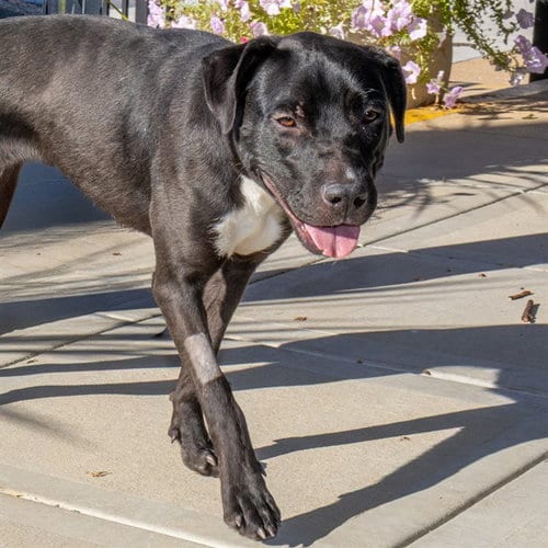 Photo of Marimba, adoptable Labrador Retriever in St Louis, Missouri