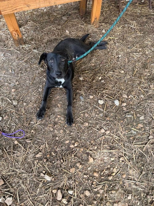 Photo of Sebastian, adoptable Labrador Retriever in Jackson, Mississippi