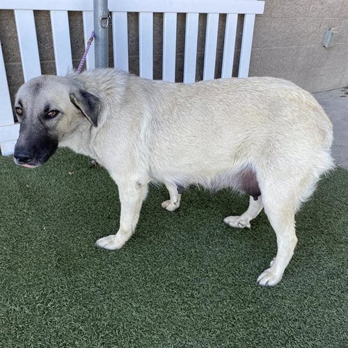 Photo of A615177, adoptable Anatolian Shepherd in Modesto, California