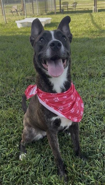 Photo of Brindi, adoptable Pit Bull Terrier in Rosenberg, Texas