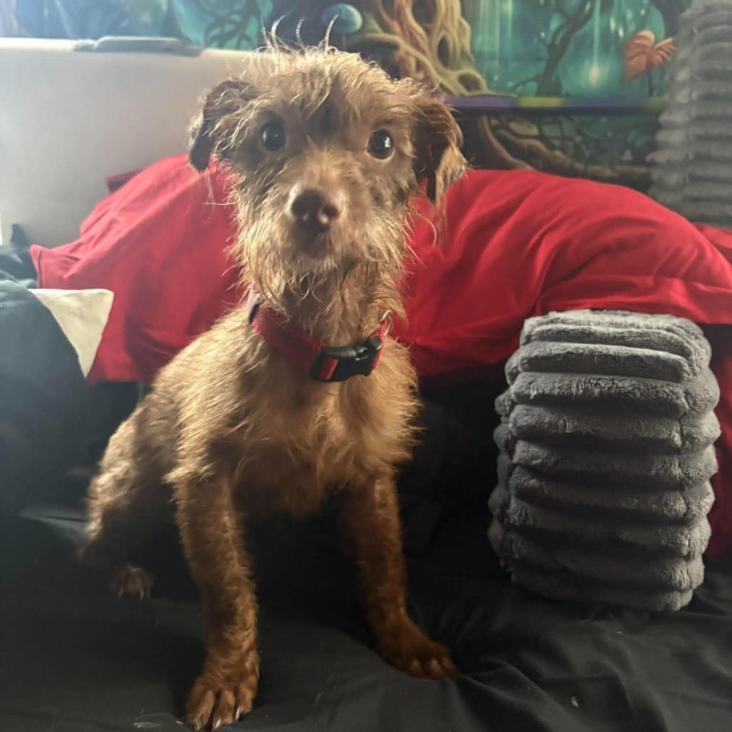 Photo of Winston D12668, adoptable Poodle / Schnauzer in Princeton area, Minnesota